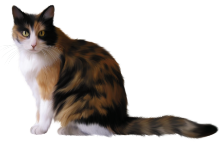 Трёхцветная кошка