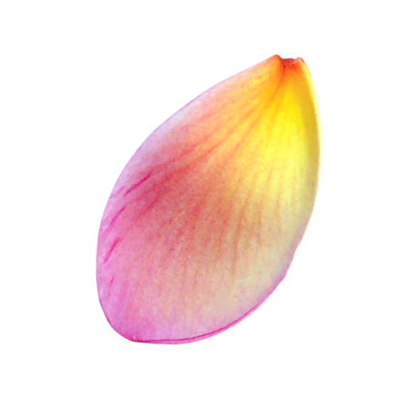 Лепестки цветов цветные