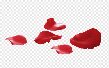 Лепестки роз лежат PNG