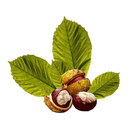 Листья каштана и ореха