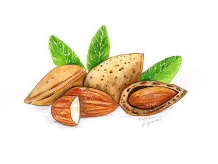 Миндаль акварель