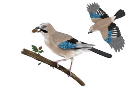 Сойка для детей