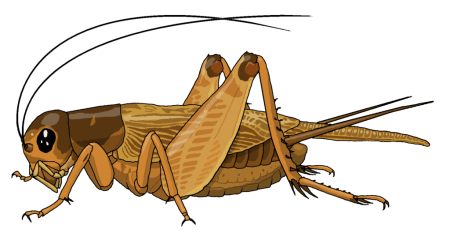 Grasshopper («кузнечик», 1946).