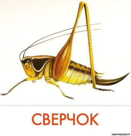 Настоящие сверчки