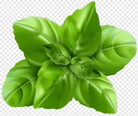 Basil Leaf