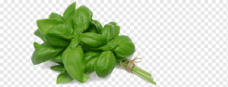 Fresh netto зелень базилика