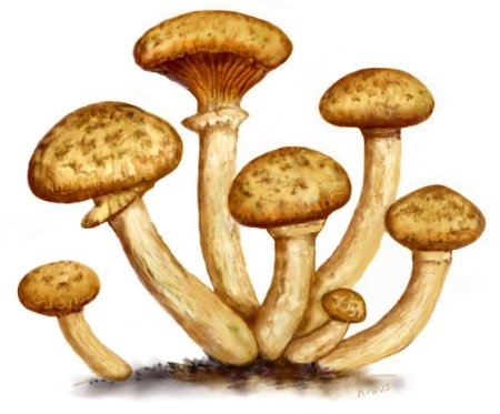 Armillaria mellea рисунок