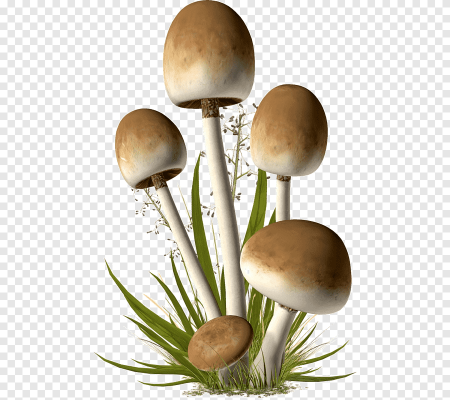 Гриб Mushroom Машрум