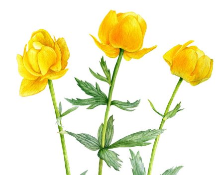 Купальница Ботаническая иллюстрация