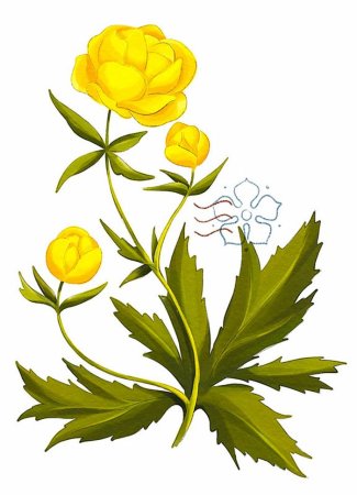 Купальница Италмас