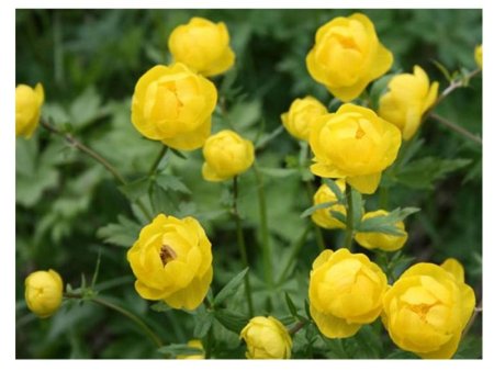 Trollius europaeus