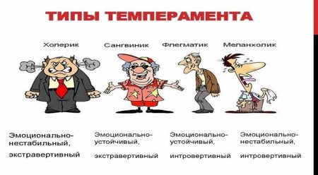 Сангвиник по темпераменту