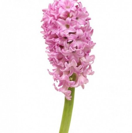 Гиацинт (Hyacinthus) срезка