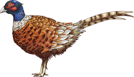 Фазан мультяшный