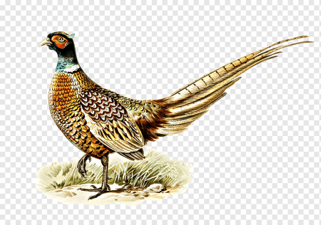 Phasianus torquatus