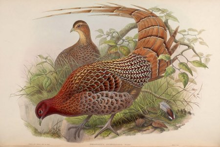 John Gould фазаны