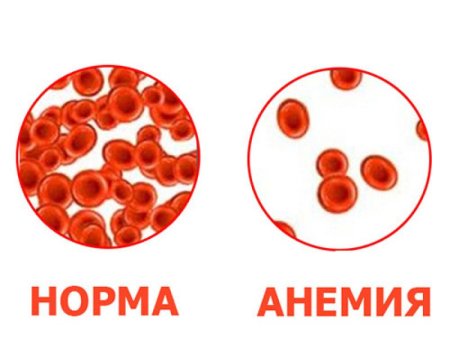 Клетка эритроцита