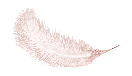 Перо на прозрачном фоне