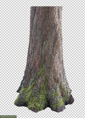 Кора дерева клипарт (46 фото)