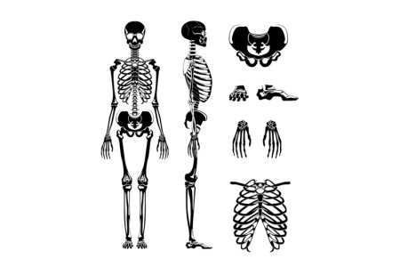 Клипарт скелет человека (48 фото)