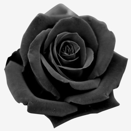 Клипарт черная роза (49 фото)