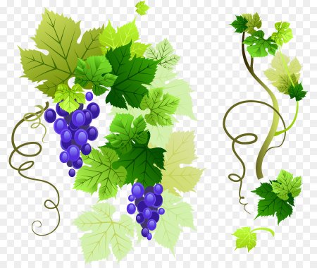 Виноградные листья на прозрачном фоне