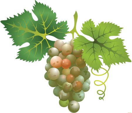 Sauvignon Blanc гроздь
