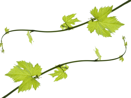 Vine лоза