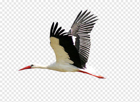 Клин журавлей