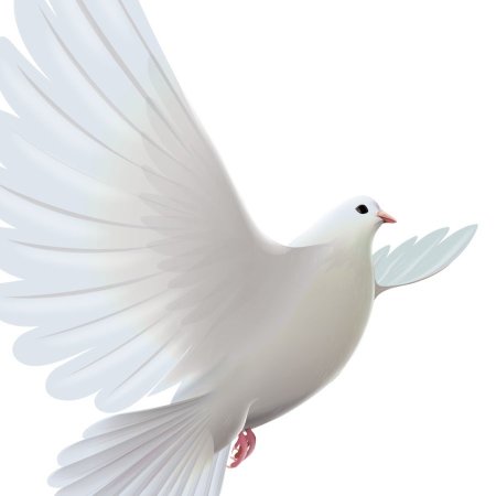 Белый голубь на белом фоне