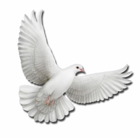 Голубь dove dove