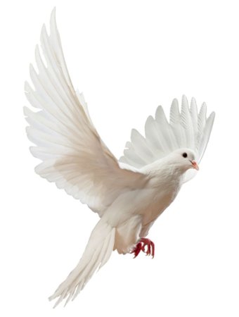 Клипарт белые голуби (50 фото)