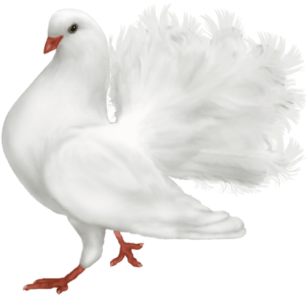 Белый голубь