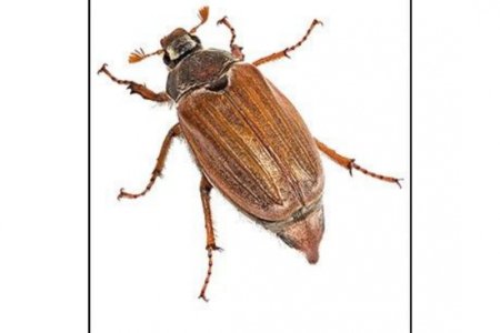 Жук хрущ для детей