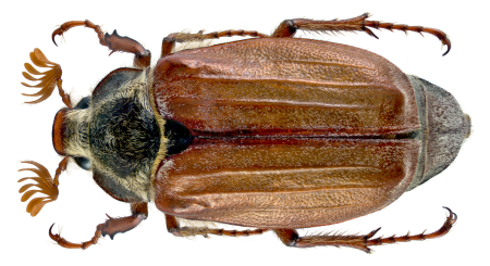 Жук Chrysolina