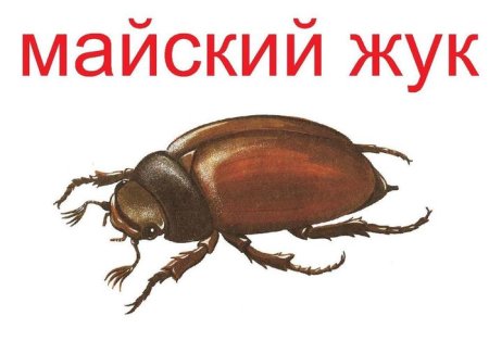 Жук хрущ Майский Западный