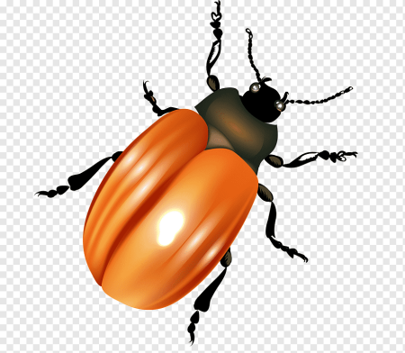 Pachnoda marginata aurantia