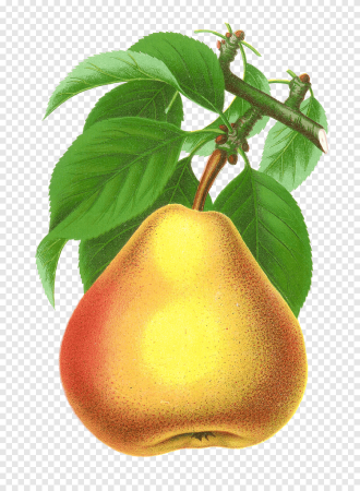 Груша (плод)