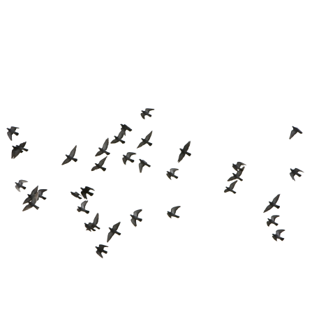 Птица летит