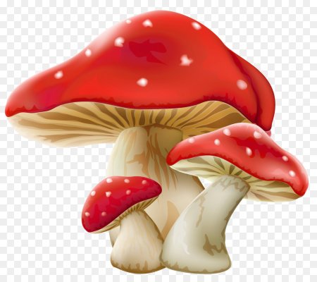 Грибы на белом фоне