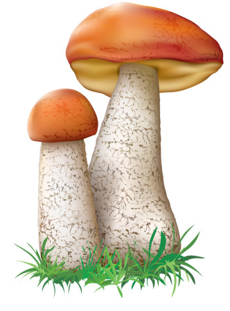 Съедобные грибы клипарт (45 фото)