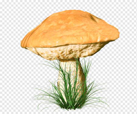 Грибы для фотошопа