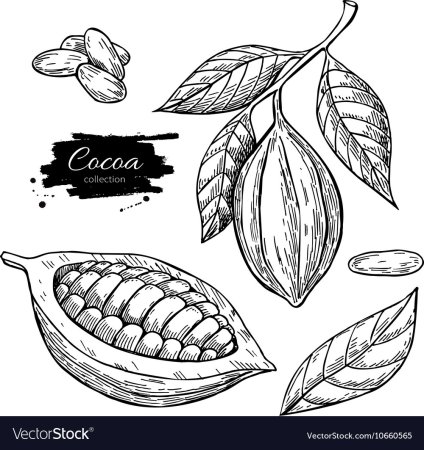 Какао Бобы
