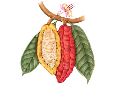 Плоды какао