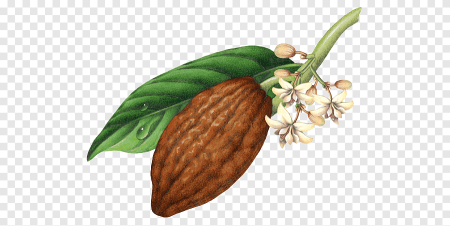 Theobroma Cacao цветок Ботаническая иллюстрация
