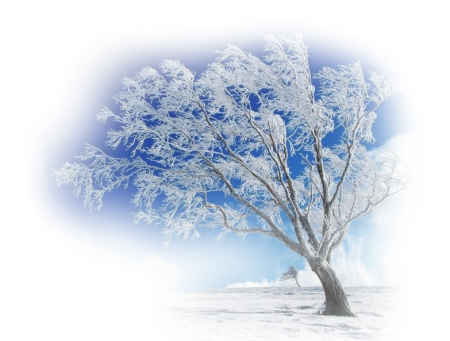 Снежные деревья клипарт (50 фото)