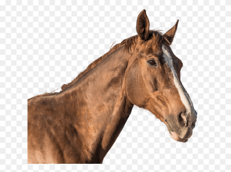 Horse head PNG