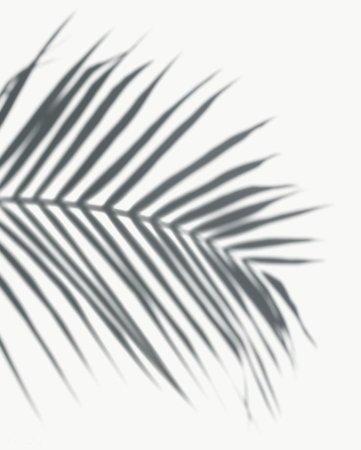 Tropical leaves вектор