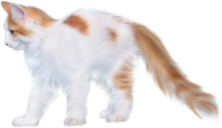 Кошка на прозрачном фоне