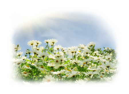 Ромашковое поле на прозрачном фоне